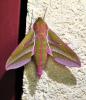 Deilephila elpenor